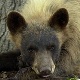 Bear-colorado-division-of-wildlife-80-wide_1638.jpg