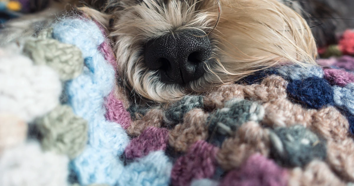 Tips for Managing Pet Allergy symptoms