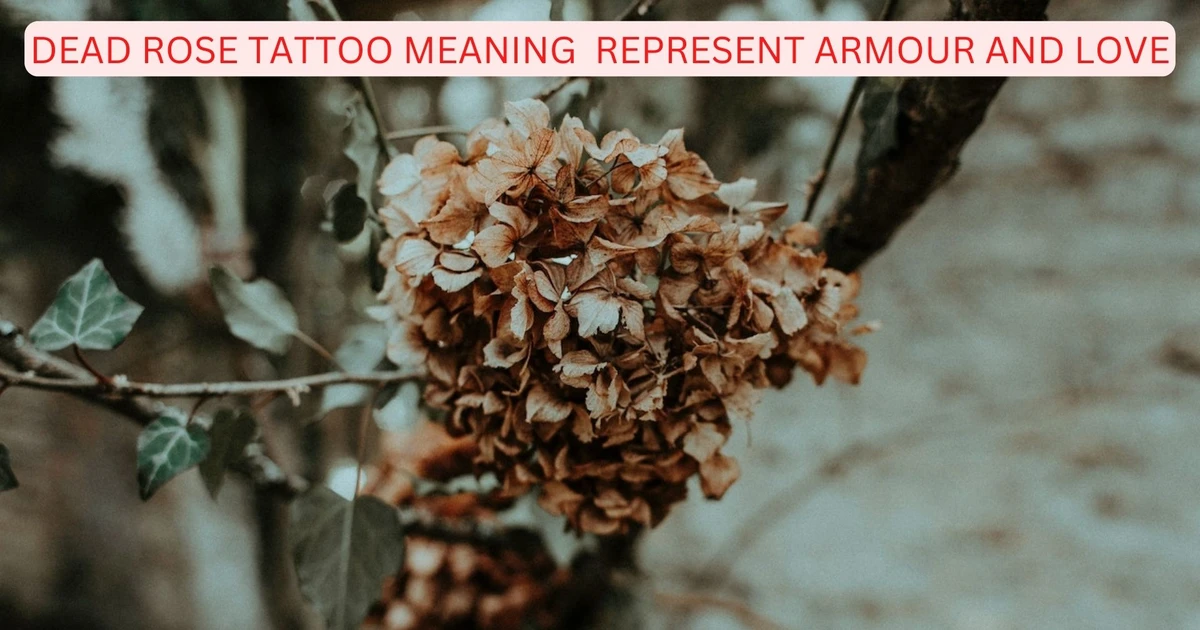 Dead Rose Tattoo Meaning Armour And Love