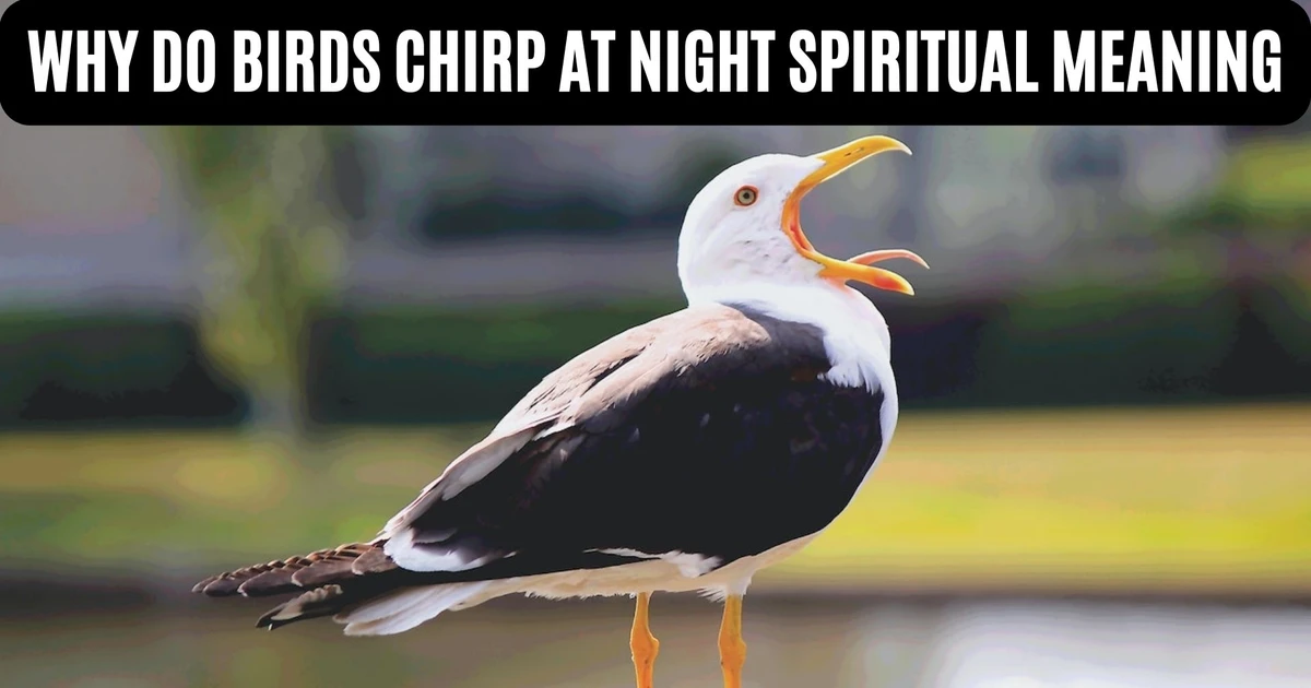 Why Do Birds Chirp At Night Spiritual Meaning And Interpretation