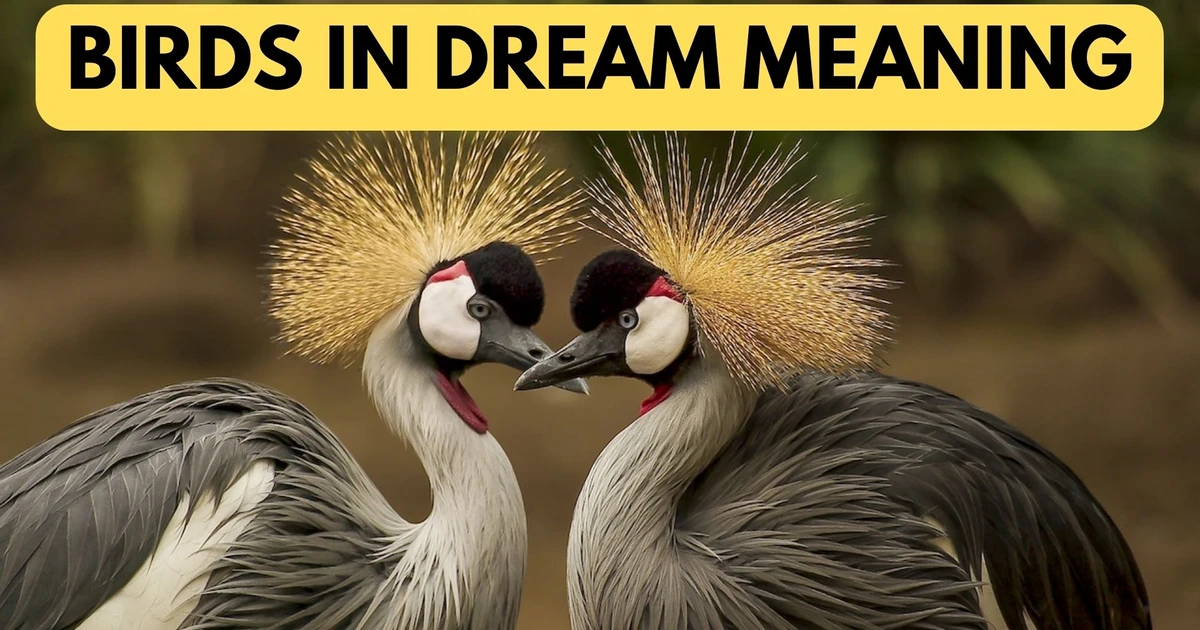 Birds In Dream Meaning Symbolize Your Goals, Aspirations And Hopes