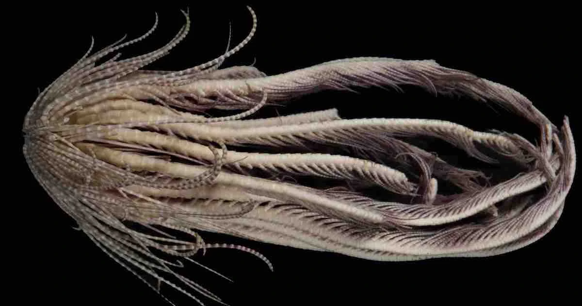 Wa Creature Strawberry-like Sea Creature With 20 Arms Found In Antarctic Ocean