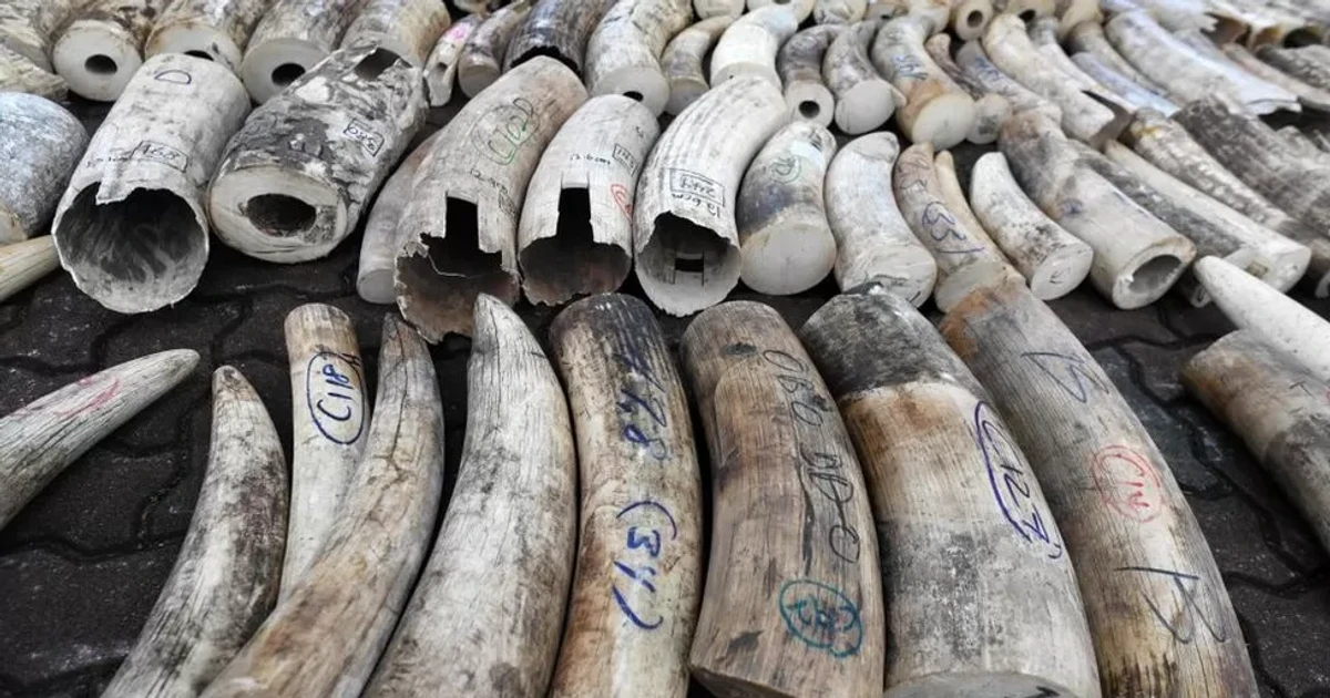 Ivory Seized Decades Ago Is Still Being Discovered In Raids