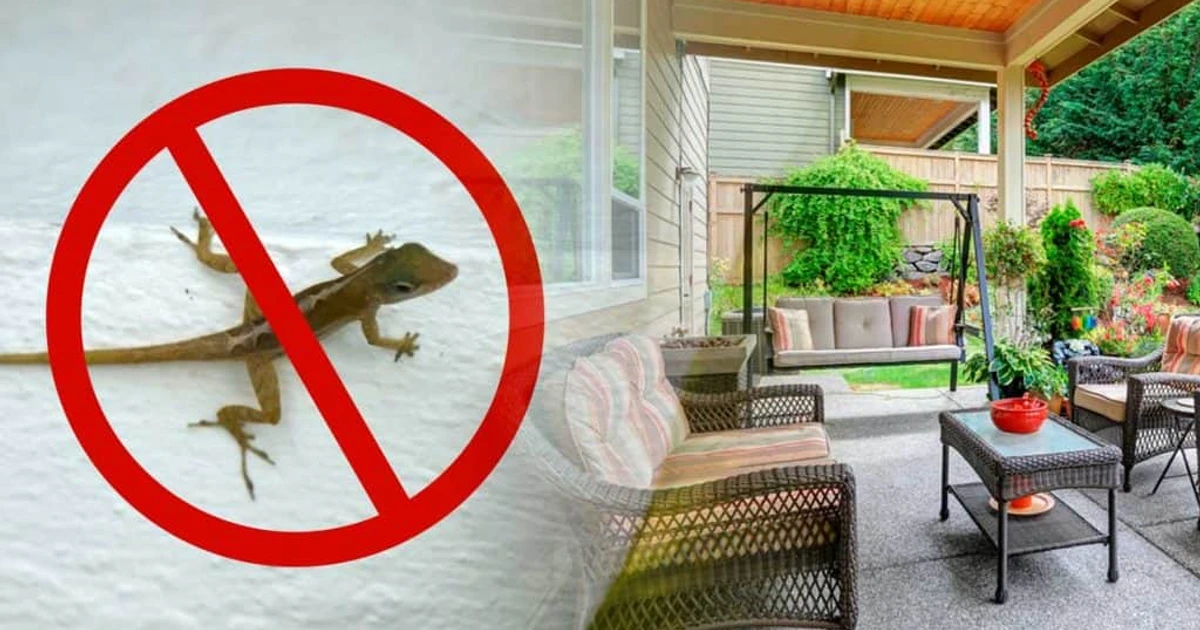 How To Keep Lizards Away From Your House?