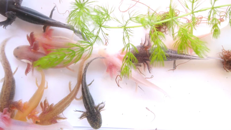 Fantaxies Explained 9 Reasons Why Axolotls Are The Pet Trend Of 2024 