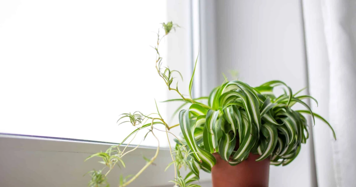 Indoor Plants For Better Health preview